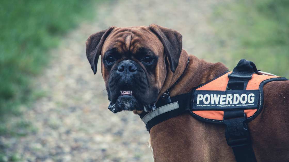 Best Dog Harness For Boxer