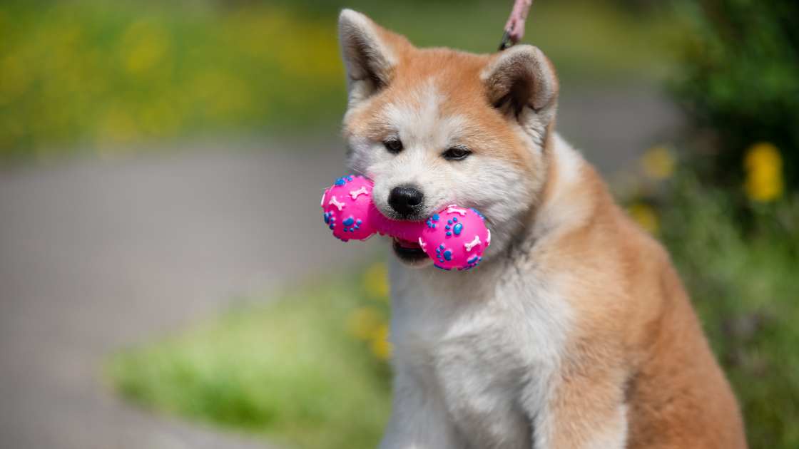 Best Toys For Akitas