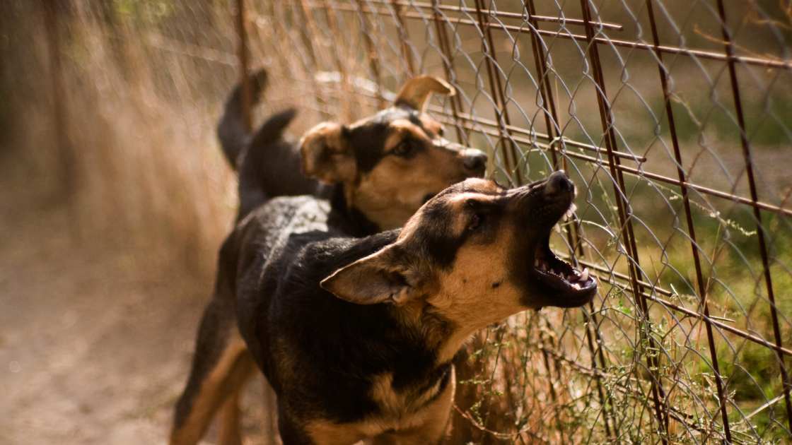 The 5 Best Wireless Dog Fence of 2024