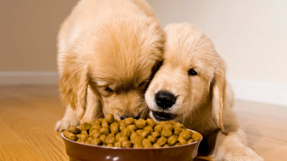 The 10 Best Bowls For Puppies Of 2024