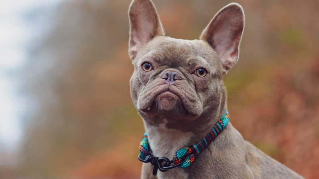 The 5 Best Color Collars for Brindle Dog of 2024