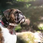 The 5 Best Prong Collar For Dogs of 2024