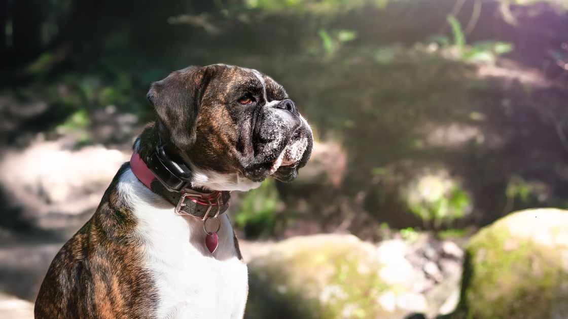 The 5 Best Prong Collar For Dogs of 2024