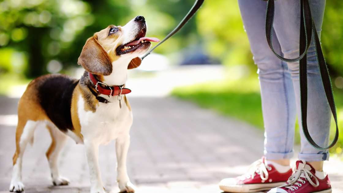 Why This is the Best Dog Shock Collar on the Market of 2024