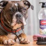 How to Wash Dog Collar