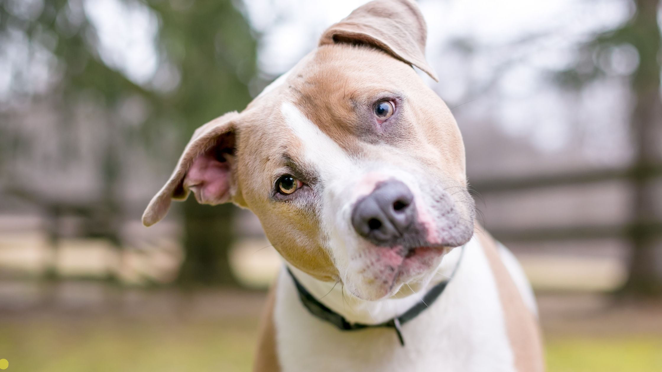 How Does a Bark Collar Work