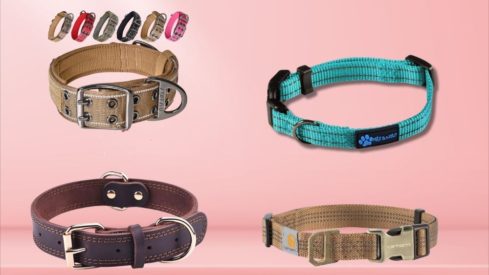 The 5 Best Collar For Large Dogs – Winter 2025