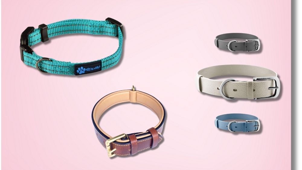 The 5 Best Dog Collar – Winter 2025