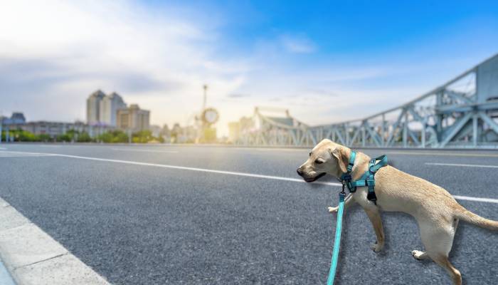 Best dog collar for Safety