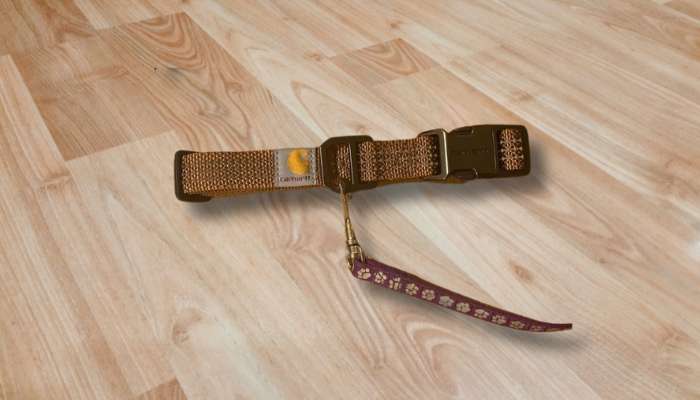 Best Dog Collar for Durability and Visibility