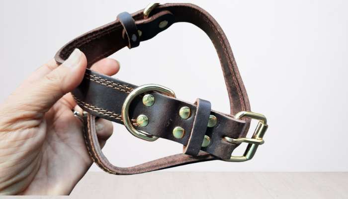 Best Dog Collar for Comfort and Longevity 