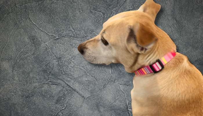 Best dog collar for Style and Everyday Use