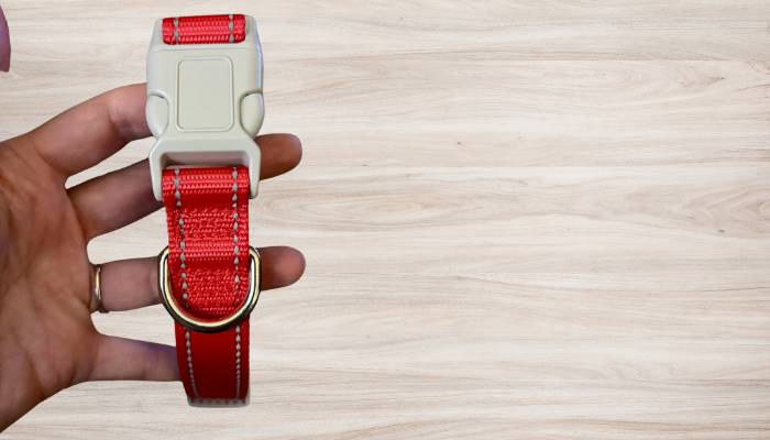 Best Dog Collar