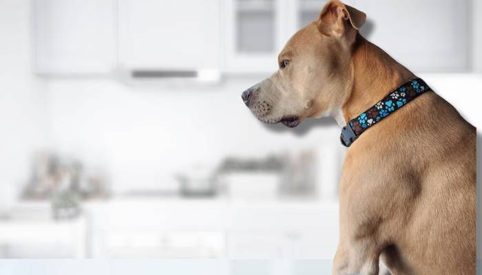 Best for Soft Quality Collar