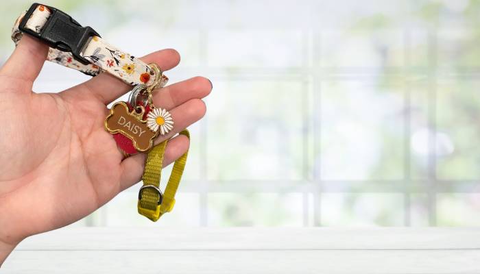 Best for Style Dog Collar