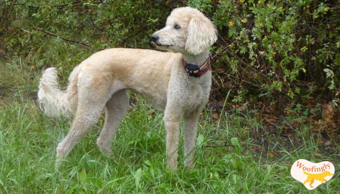 Bousnic Dog Shock Collar 3300ft