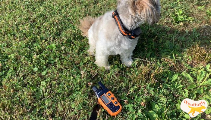 Bousnic RS2 Rechargeable Dog Shock Collar