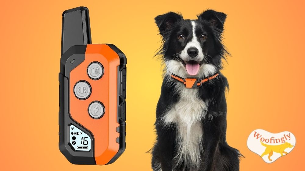 Shock Collar for Dogs