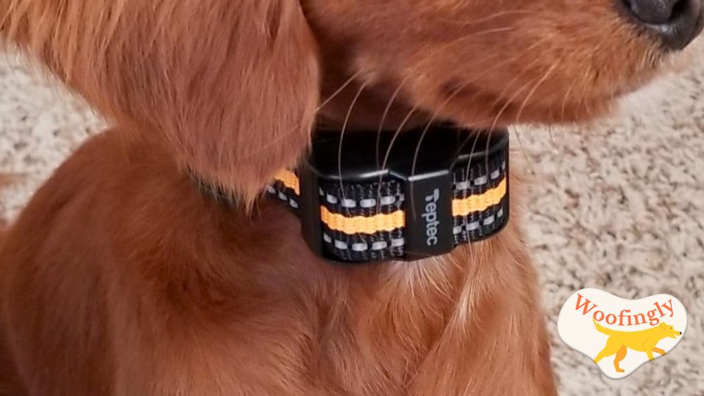 UbaNinva Tiniest Dog Shock Collar Review