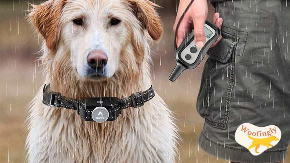 PATPET 1000 ft Dog Training Collar Review