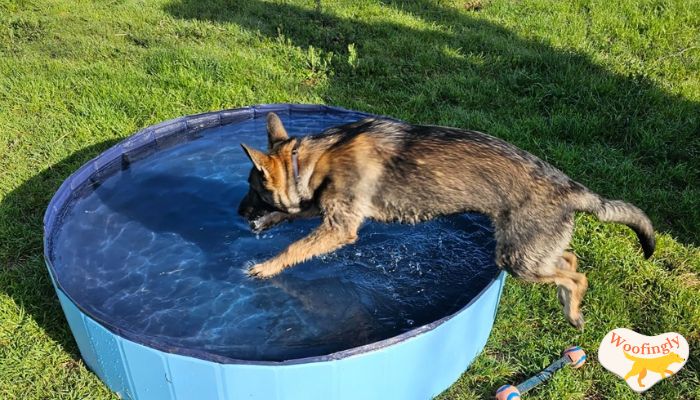 INVIROX Dog Training Waterproof and Rechargeable Collar