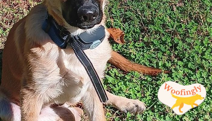 PATPET Dog Training Rainproof Collar