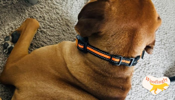 PAWPRO Waterproof Dog Shock Collar PAWPRO Series: ULTIMATE
