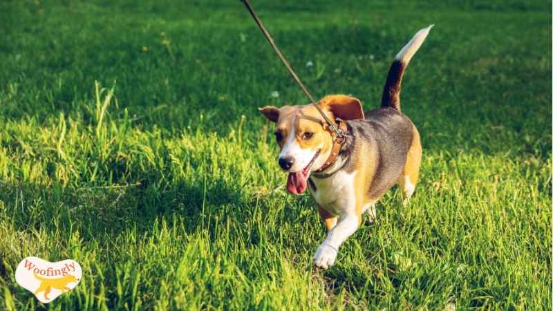 How Hot Is Too Hot To Walk Dogs