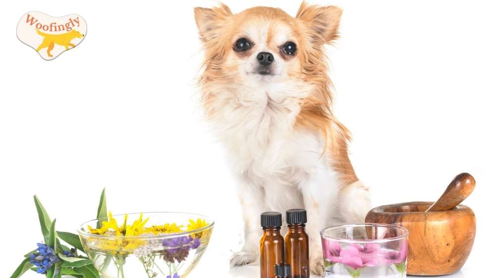 How Much Coconut Oil For Dogs