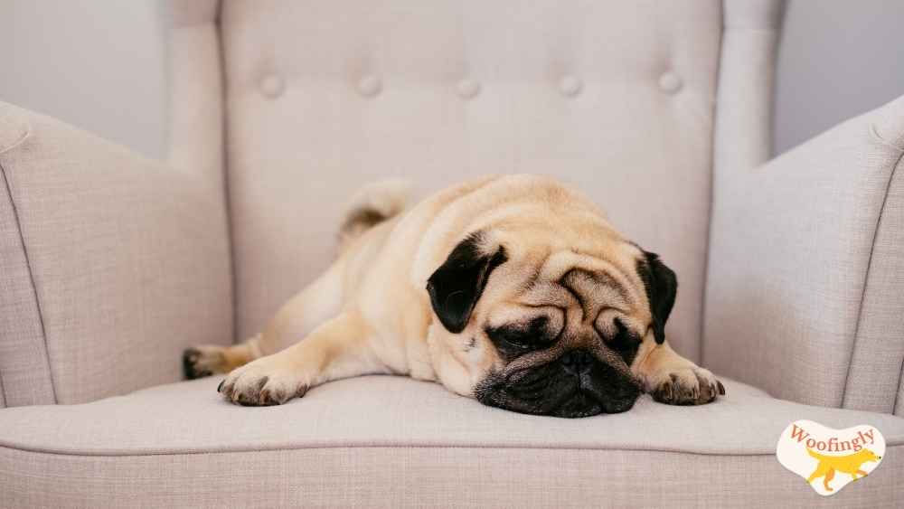How Much Do Dogs Sleep A Day