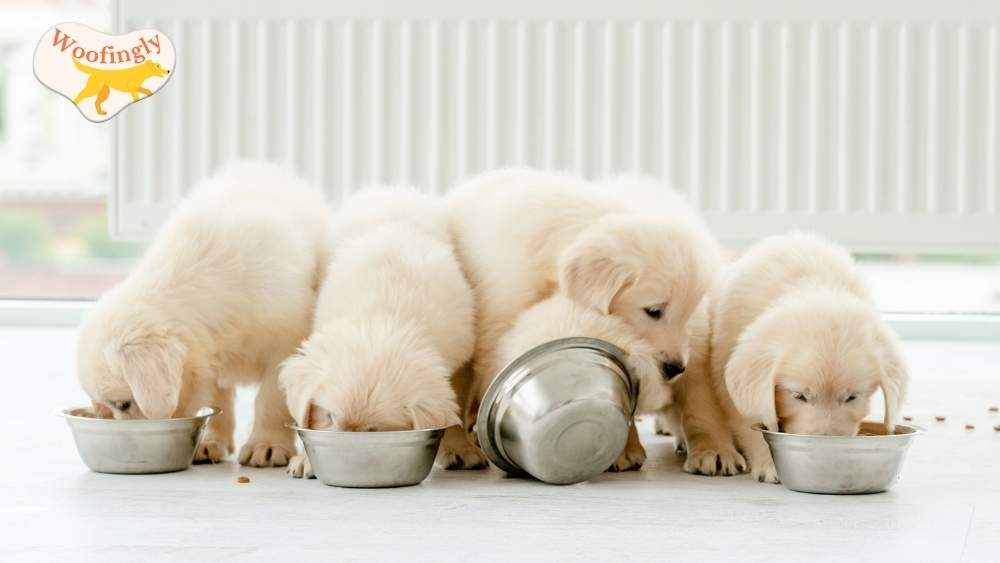 How Much To Feed A Puppy