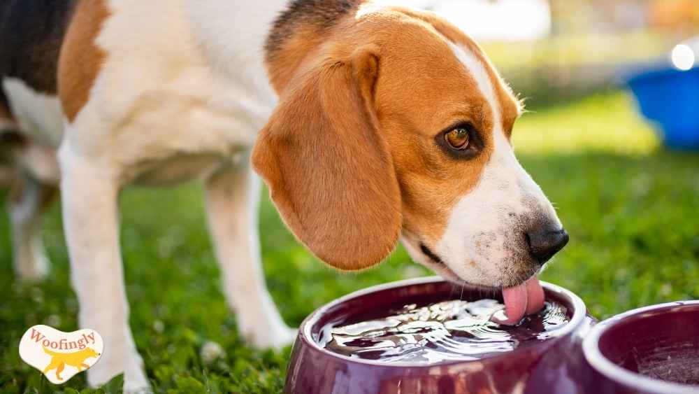 How Much Water Do Dogs Need