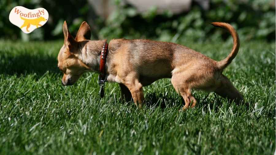 How To Train A Dog To Pee Outside