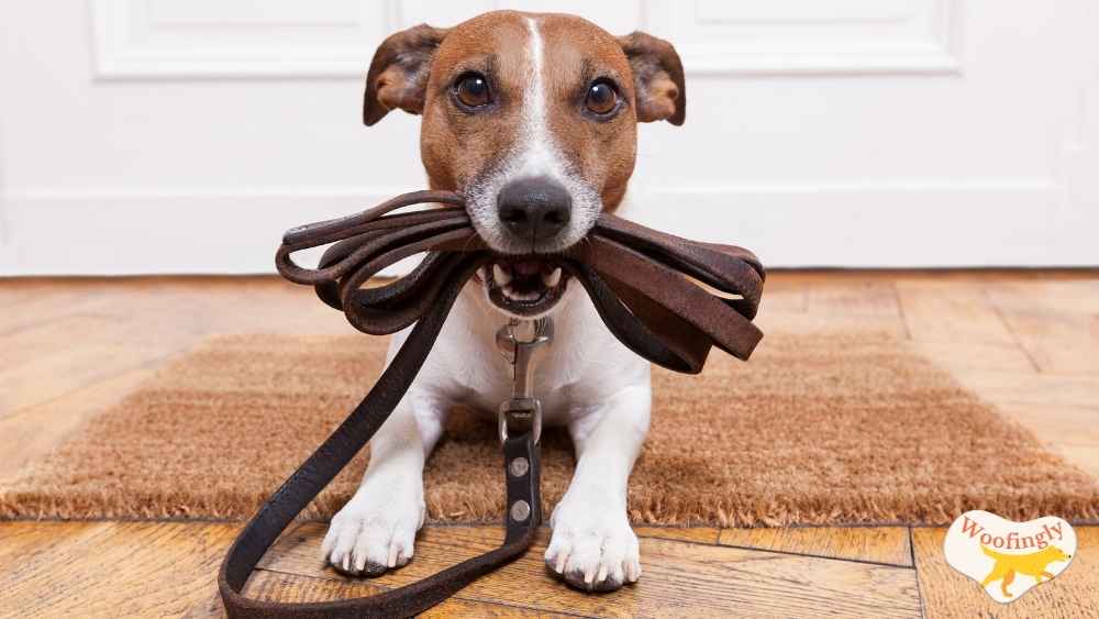 How To Train My Dog