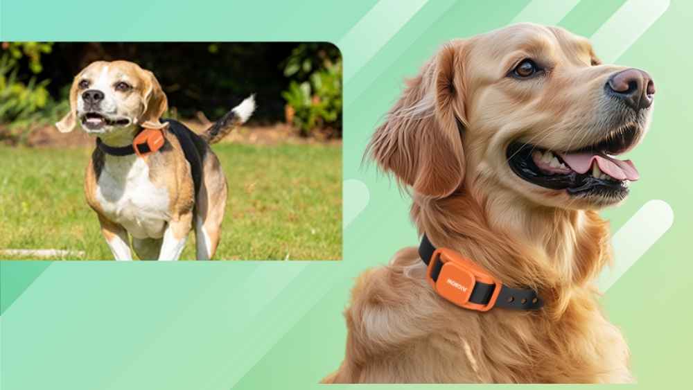 Dog Shock Collar vs  Dog E-Collar Review