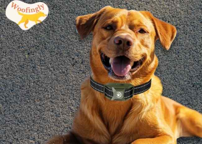 Dog Shock Collar with Remote