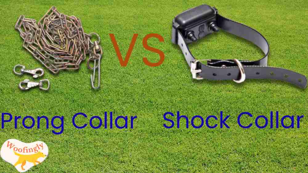 Prong Collar vs Shock Collar: Which Keeps Dogs Safer?