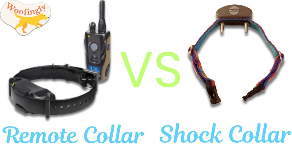 Remote Collar vs Shock Collar