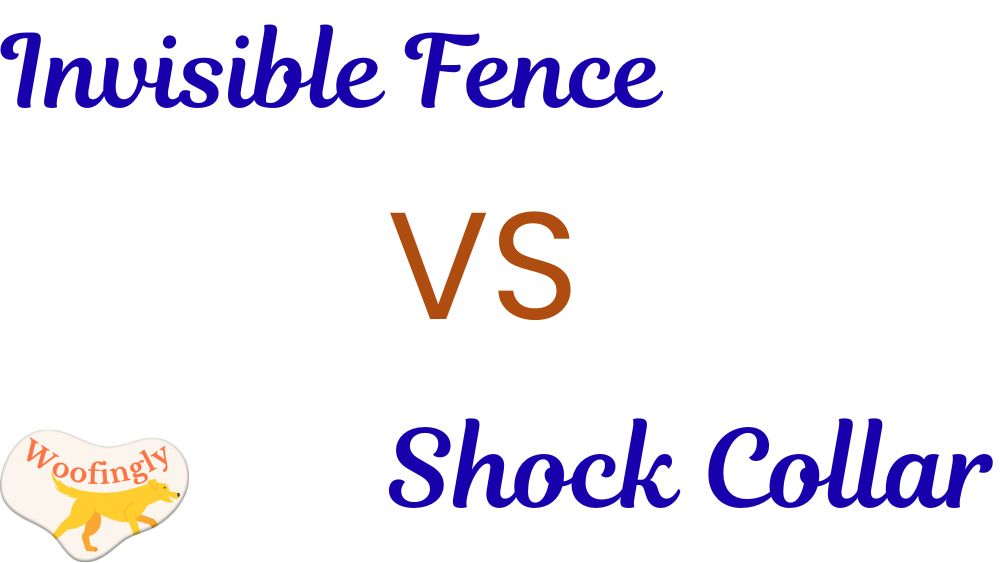 Invisible Fence vs Shock Collar
