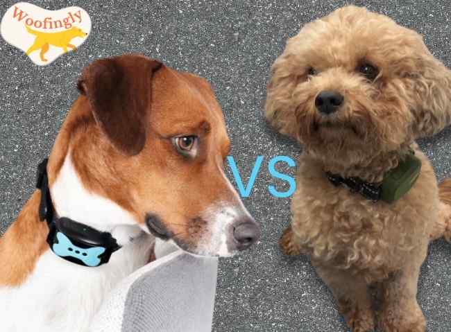 Dog Collar Vibration vs Shock