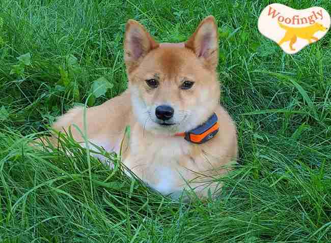 Sport dog remote trainer instructions 