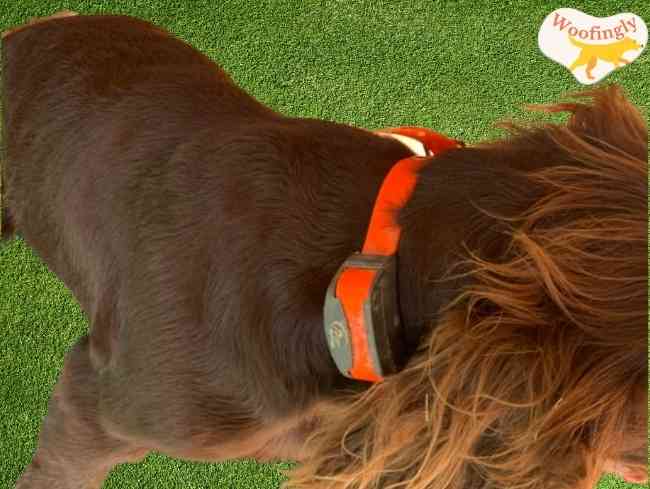 Sport dog remote trainer manual 