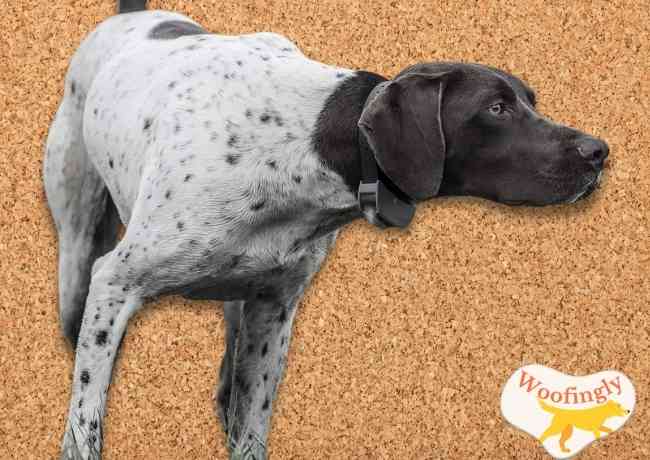 SportDOG SportHunter 825X