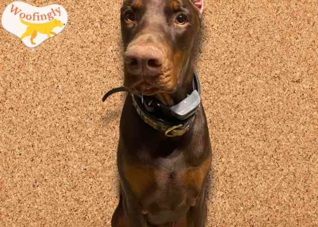 Sportdog 825x manual