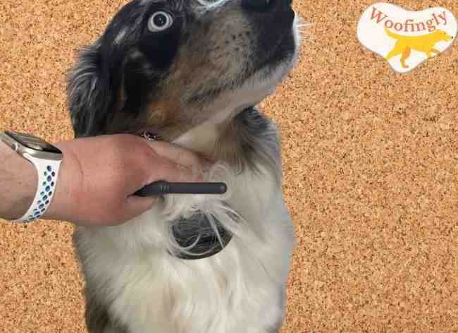 Sportdog training collar manual