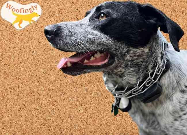 Sportdog training collar