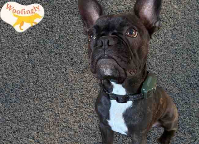 YJWFHPU Shock Collar – 3300ft Range